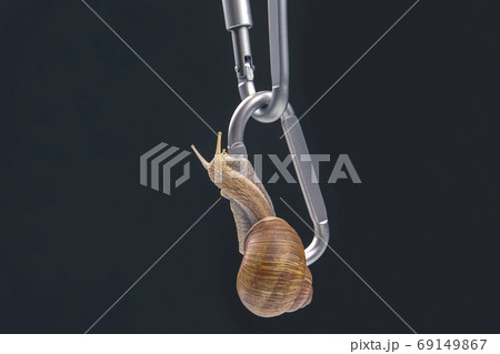 Helix pomatia. snails hold each other on metal carabiners for be Helix pomatia. snails hold each other on metal carabiners for be 69149867