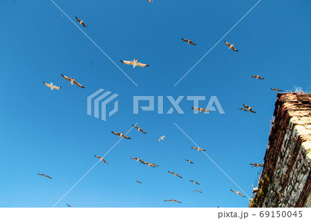 Lots of Seagulls fly freely clear blue sky in Istanbul, Turkey 69150045