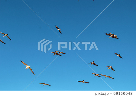 Lots of Seagulls fly freely clear blue sky in Istanbul, Turkey 69150048