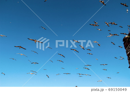 Lots of Seagulls fly freely clear blue sky in Istanbul, Turkey Lots of Seagulls fly freely clear blue sky in Istanbul, Turkey 69150049