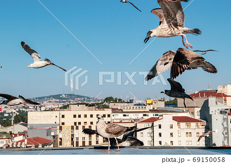 Lots of Seagulls fly freely clear blue sky in Istanbul, Turkey 69150058