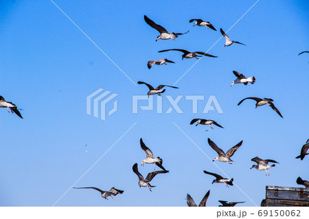 Lots of Seagulls fly freely clear blue sky in Istanbul, Turkey Lots of Seagulls fly freely clear blue sky in Istanbul, Turkey 69150062