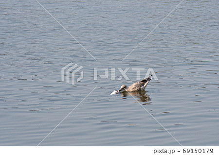魚を食べるセグロカモメ幼鳥 魚を食べるセグロカモメ幼鳥 69150179