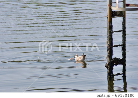 魚を食べるセグロカモメ幼鳥 魚を食べるセグロカモメ幼鳥 69150180
