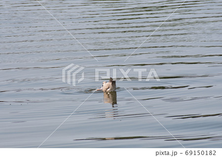魚を食べるセグロカモメ幼鳥  69150182