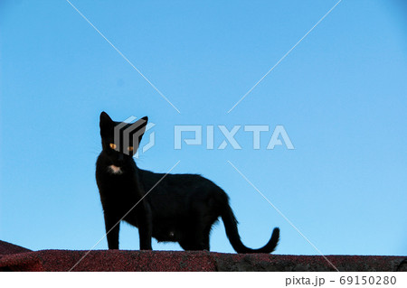 Street cat walking around at the sunset in Balat in Istanbul Street cat walking around at the sunset in Balat in Istanbul 69150280