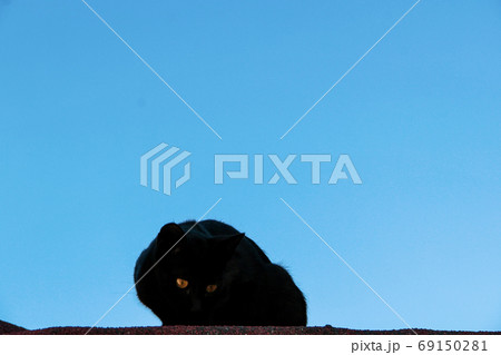Street cat walking around at the sunset in Balat in Istanbul 69150281
