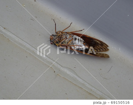 儚いセミの死体 69150516