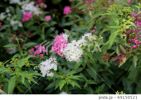 源平シモツケ 白と濃いピンクの花 源平シモツケ 白と濃いピンクの花 69150521