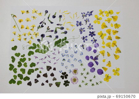 野の花 押し花 野の花 押し花 69150670