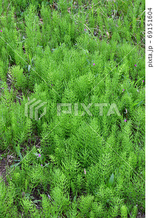 スギナと推定されるシダ植物を撮影した写真 スギナと推定されるシダ植物を撮影した写真 69151604