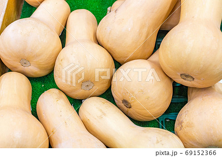 Selection of organic butternut squash for sale at farmers' market, Kanazawa, Japan. Selection of organic butternut squash for sale at farmers' market, Kanazawa, Japan. 69152366