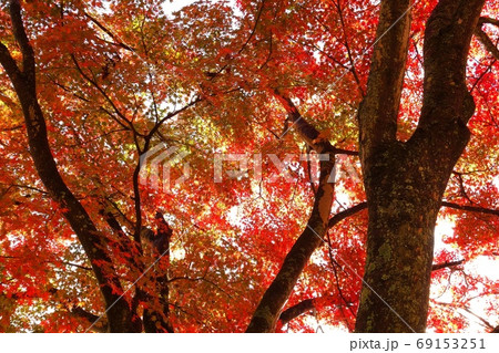 紅葉 奥多摩湖畔にて ⑥ 紅葉 奥多摩湖畔にて ⑥ 69153251