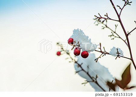 南天と雪 縁起の良い木 冬イメージ 薬用植物 イメージ素材の写真素材