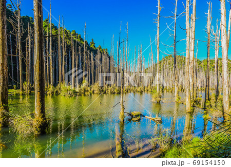 台湾 林 森 69154150