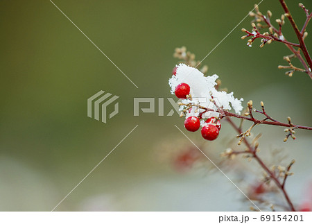 南天と雪 縁起の良い木 冬イメージ 薬用植物 イメージ素材の写真素材