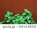 Asystasia gangetica bush on orange brick wall. 69154656