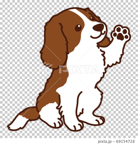Shaking hands while sitting Brown Cavalier King Charles Spaniel main line Shaking hands while sitting Brown Cavalier King Charles Spaniel main line 69154728