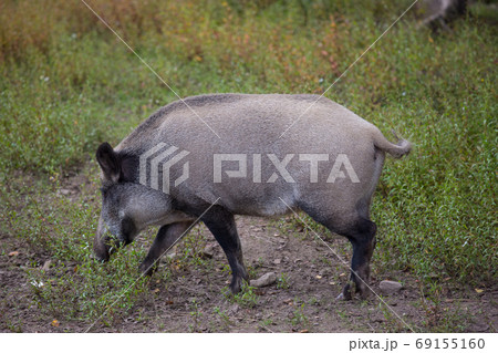 Portrait of female wild grey boar looking for food Portrait of female wild grey boar looking for food 69155160