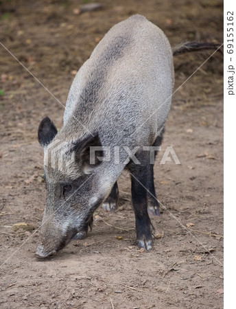 Portrait of female wild grey boar looking for food 69155162