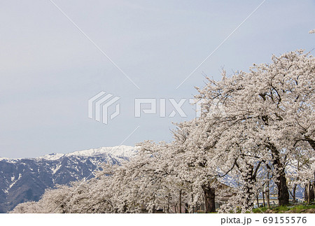 勝山弁天桜　福井の桜名所　一目千本桜並木　勝山市観光スポット　弁天桜祭り 69155576