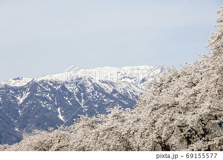 勝山弁天桜　福井の桜名所　一目千本桜並木　勝山市観光スポット　弁天桜祭り 69155577