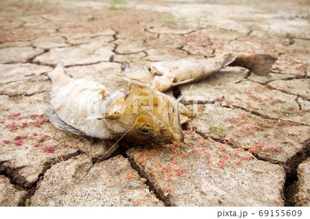 dead fish drought lake heat dead fish drought lake heat 69155609