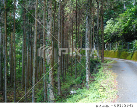 急斜面の森と崖沿いの山道の写真素材 [69155945] - PIXTA