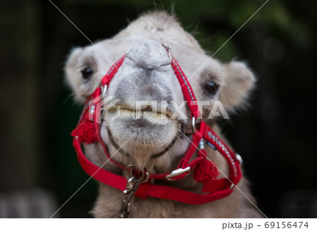 Closeup portrait of cute camel with red harness looking at thr camera 69156474