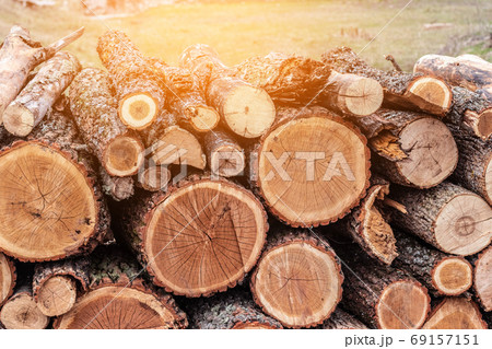 Tree logs are complex on the floor 69157151