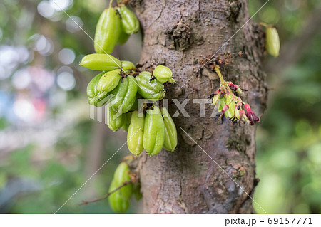 Bilimbi fruit known as taling pling in Thailand. An edible fruit with the taste of the wood sorrel's leaves. Averrhoa bilimbi 69157771