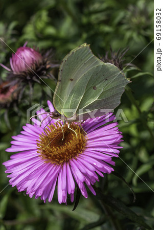 Gonepteryx rhamni butterfly on a juicy pink color flower Gonepteryx rhamni butterfly on a juicy pink color flower 69158032