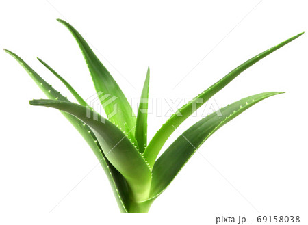 Aloe vera plant isolated on white background. Aloe vera is a succulent plant species of the genus Aloe. It is cultivated for agricultural and medicinal uses Aloe vera plant isolated on white background. Aloe vera is a succulent plant species of the genus Aloe. It is cultivated for agricultural and medicinal uses 69158038