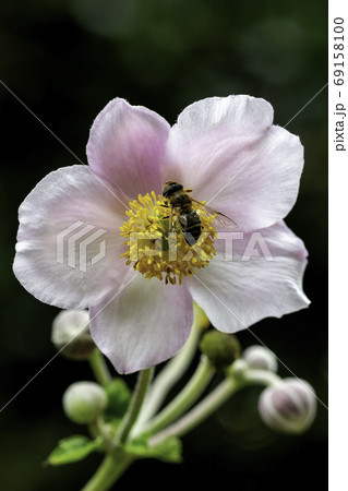Overfly collecting honey on pink yellow heard anemone flower under summer sunlight and against a blurry dark green background Overfly collecting honey on pink yellow heard anemone flower under summer sunlight and against a blurry dark green background 69158100