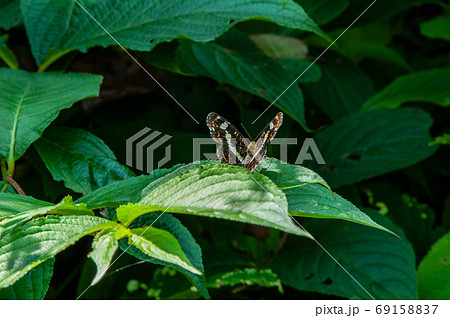サカハチチョウ 夏型 サカハチチョウ 夏型 69158837