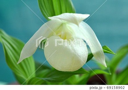 レブンアツモリソウ 69158902