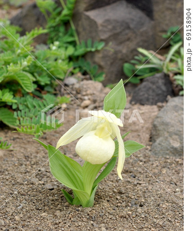 レブンアツモリソウ 69158904