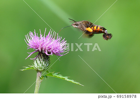 アザミの花を吸蜜中のホウジャクの一種 アザミの花を吸蜜中のホウジャクの一種 69158978