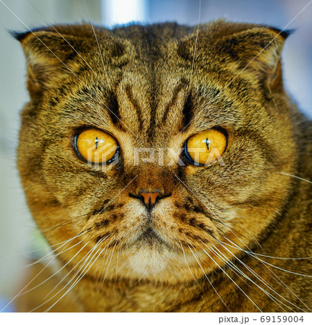 closeup portrait of a serious adult scottish fold cat closeup portrait of a serious adult scottish fold cat 69159004