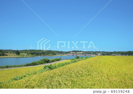 色付く湖畔の稲田 69159248