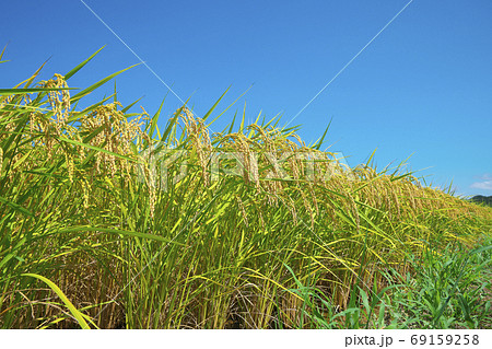 色付く湖畔の稲田 69159258