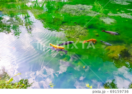 空を映す弁天池 69159736