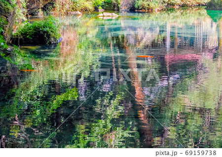 樹木を映す弁天池 69159738