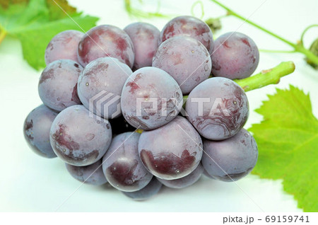 もぎたての藤稔 69159741