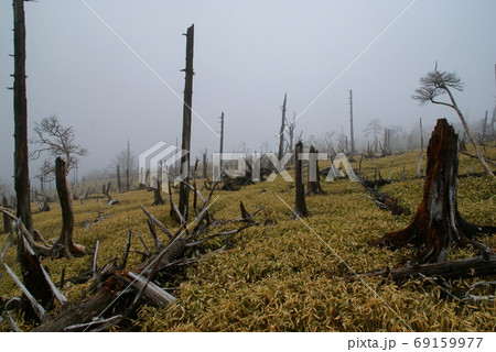 立枯れ(大台ヶ原) 立枯れ(大台ヶ原) 69159977