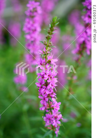 1438 ミソハギ 1438 ミソハギ 69160373