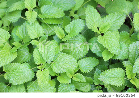 Organic tea - lemon balm (Planet Organic) 25 bags - Farm Fresh Organics