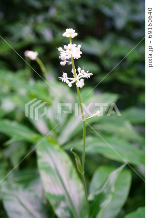 1444 　ヤブミョウガ 69160640