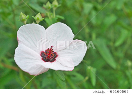 白いタカサゴフヨウの花 69160665