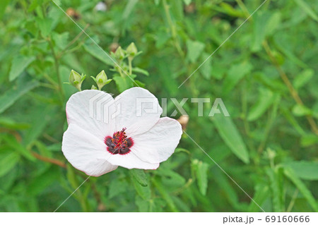 白いタカサゴフヨウの花 69160666